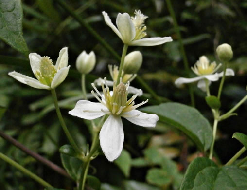 image of Clematis virginiana, Virgin's Bower