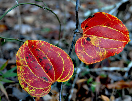 image of Smilax glauca, Whiteleaf Greenbrier, Wild Sarsaparilla, Sawbrier