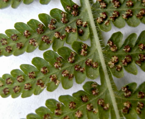 image of Macrothelypteris torresiana, Mariana Maiden-fern, Swordfern, False Maiden-fern