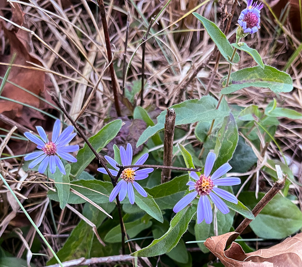 image of Symphyotrichum patens var. patens, Late Purple Aster, Common Clasping Aster, Late Blue Aster, Skydrop Aster