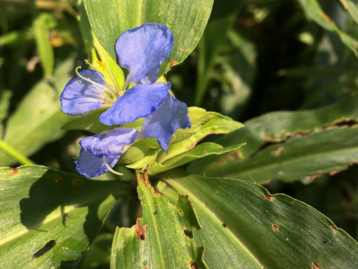 image of Commelina virginica, Virginia Dayflower