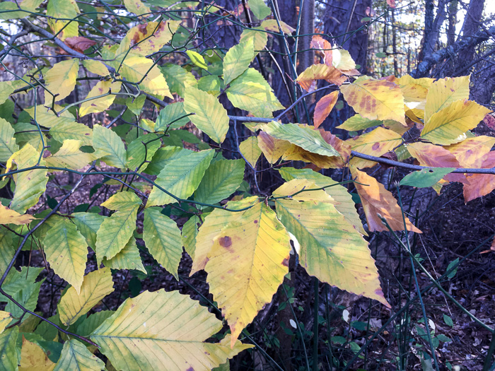 image of Fagus grandifolia +, American Beech