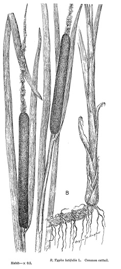 drawing of Typha latifolia, Common Cattail, Broadleaf Cattail