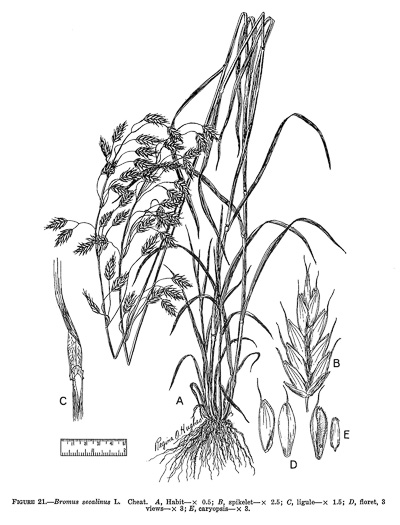 image of Bromus secalinus, Cheat, Common Chess, Rye-brome