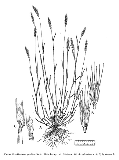 Hordeum pusillum, Little Barley