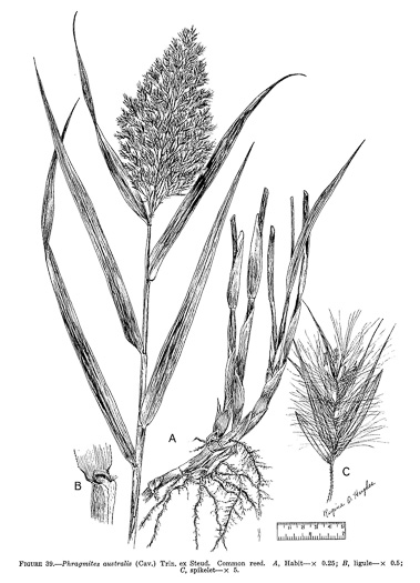 drawing of Phragmites australis, Common Reed, Old World Reed