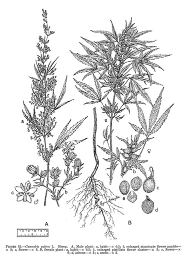 image of Cannabis sativa, Marijuana, Hemp