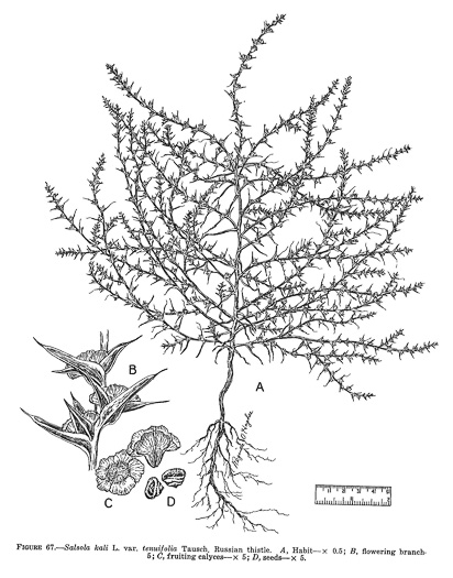 image of Salsola tragus, Russian Thistle, Tumbleweed