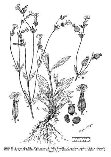 image of Silene latifolia, White Campion, Evening Campion, White Cockle, Evening Lychnis