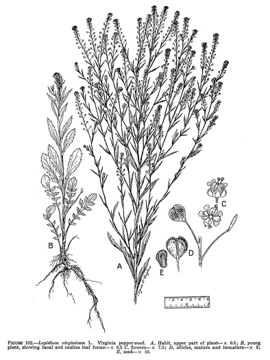 image of Lepidium virginicum var. virginicum, Poor Man's Pepper, Peppergrass