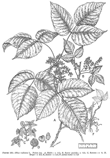 image of Toxicodendron radicans var. radicans, Eastern Poison Ivy