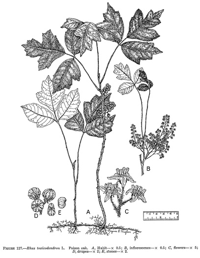 image of Toxicodendron pubescens, Poison Oak, Southeastern Poison Oak