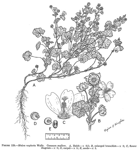 drawing of Malva neglecta, Common Mallow, Cheeses