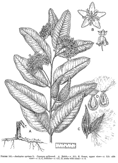 image of Asclepias syriaca, Common Milkweed