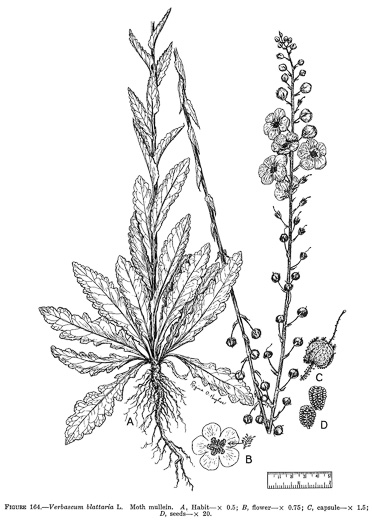 drawing of Verbascum blattaria, Moth Mullein