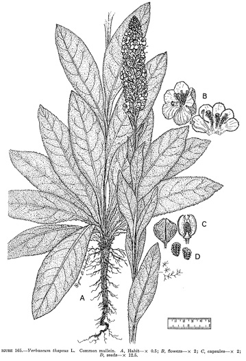 drawing of Verbascum thapsus ssp. thapsus, Woolly Mullein, Common Mullein, Flannel-plant, Velvet-plant