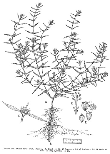 image of Hexasepalum teres, Poor-joe, Rough Buttonweed