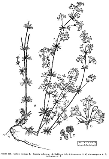 image of Galium album, white bedstraw