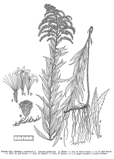 image of Solidago canadensis var. hargeri, Harger's Common Goldenrod, Harger's Canada Goldenrod