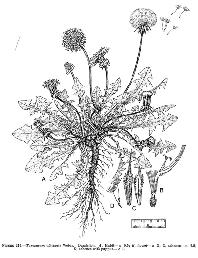 image of Taraxacum officinale, Common Dandelion