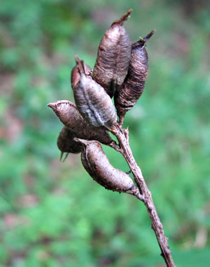 image of Astragalus canadensis var. canadensis, Canada Milkvetch