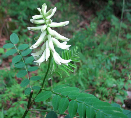 image of Astragalus canadensis var. canadensis, Canada Milkvetch