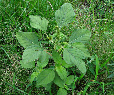 image of Amaranthus hybridus ssp. hybridus, Smooth Pigweed, Smooth Amaranth, Green Amaranth, Slim Amaranth