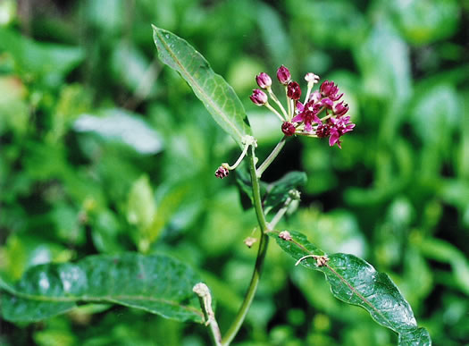 image of Asclepias purpurascens, Purple Milkweed