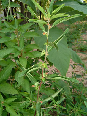 image of Acalypha virginica, Virginia Threeseed Mercury, Virginia Copperleaf, Shortstalk Copperleaf