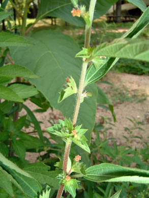 image of Acalypha virginica, Virginia Threeseed Mercury, Virginia Copperleaf, Shortstalk Copperleaf