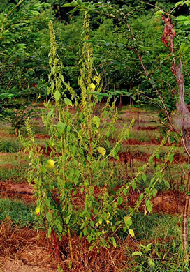 image of Amaranthus hybridus ssp. hybridus, Smooth Pigweed, Smooth Amaranth, Green Amaranth, Slim Amaranth