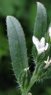 image of Buglossoides arvensis ssp. arvensis, Corn-gromwell