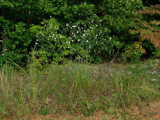 image of Boltonia diffusa var. diffusa, Southern Doll's-daisy, Boltonia, Smallhead Doll's-daisy