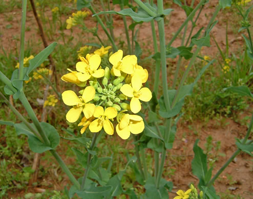 image of Brassica napus, Rapeseed, Canola, Rutabaga