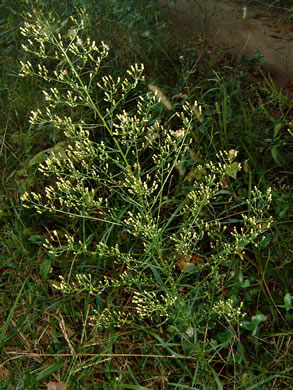 image of Erigeron pusillus, Southern Horseweed