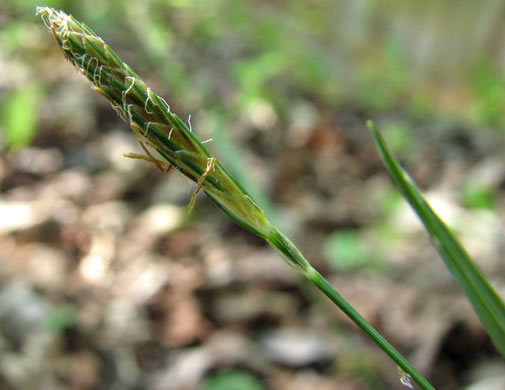 image of Carex laxiculmis, Spreading Sedge