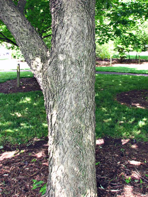 image of Celtis occidentalis, Northern Hackberry