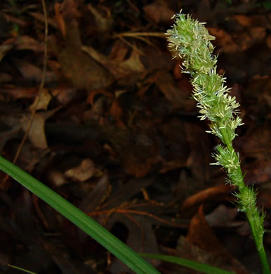 image of Carex annectens, Yellow-fruited Sedge