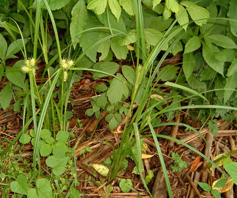 image of Carex lupulina, Hop Sedge