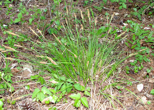 image of Carex stricta, Tussock Sedge, Upright Sedge