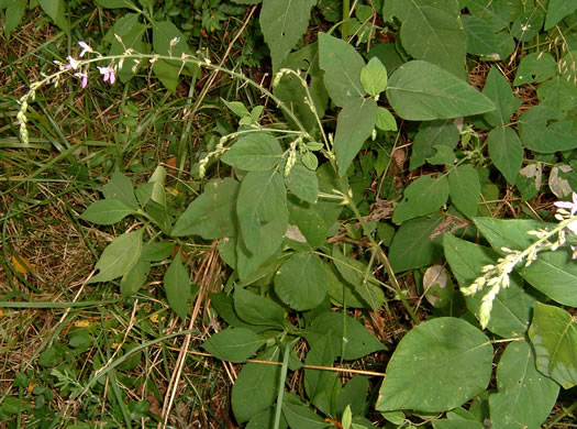 image of Desmodium canescens, Hoary Tick-trefoil