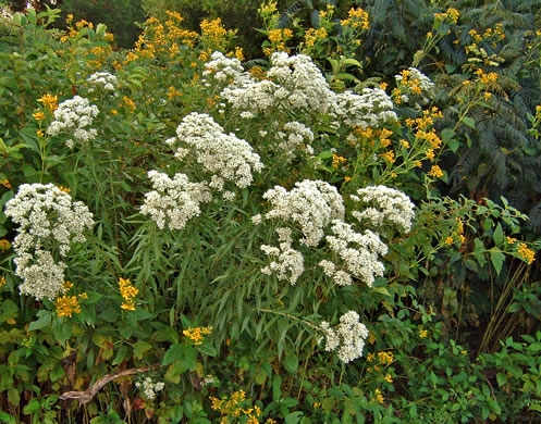 image of Eupatorium altissimum, Tall Thoroughwort, Tall Boneset