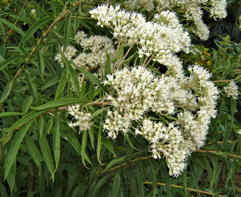 image of Eupatorium altissimum, Tall Thoroughwort, Tall Boneset