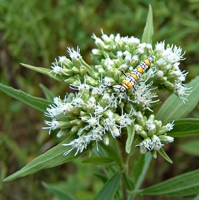 image of Eupatorium altissimum, Tall Thoroughwort, Tall Boneset