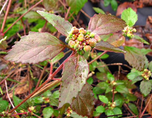 image of Euphorbia dentata, Painted Leaf, Wild Poinsettia, Green Poinsettia, Toothed Spurge