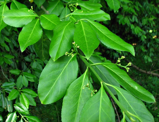 image of Euonymus fortunei, Wintercreeper, Climbing Euonymus, Chinese Spindle-tree