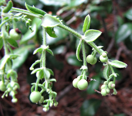 image of Galium bermudense, Coastal Bedstraw