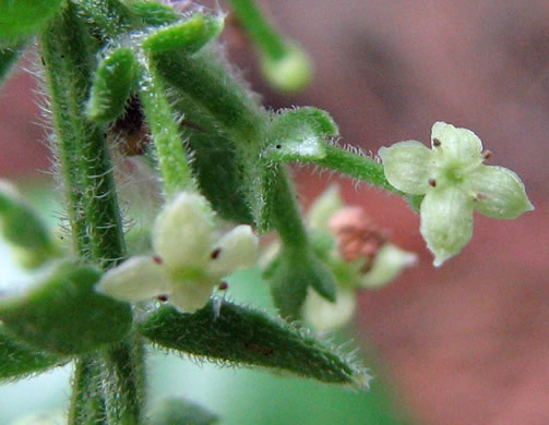 image of Galium bermudense, Coastal Bedstraw