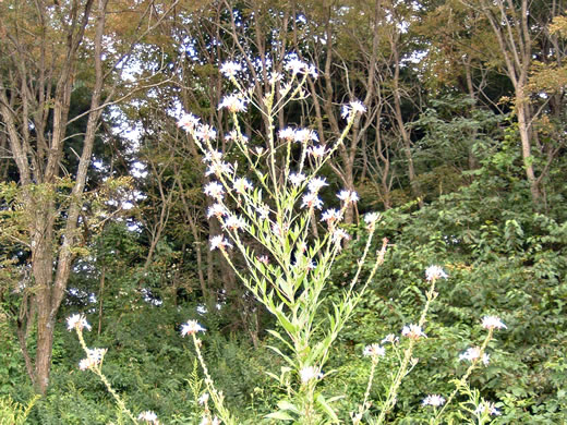 image of Oenothera gaura, Biennial Gaura, Northeastern Gaura, Morning Honeysuckle, Biennial Beeblossom