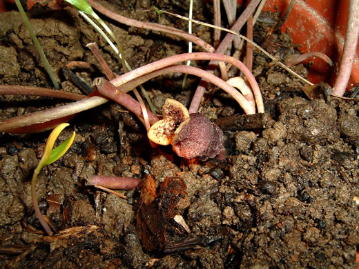 image of Hexastylis contracta, Mountain Heartleaf